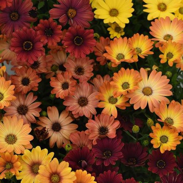 osteospermum akila sunset shades 2